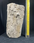 2,9KG Museum Collector Natural Log Rough Petrified Wood. Fixed Price $420.00.
