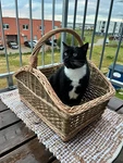Large Wicker Firewood Basket Handmade Willow Rustic Log Holder Fireplace Storage. Fixed Price $152.44.